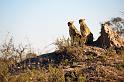 20090618_083940 D3 (1) X1